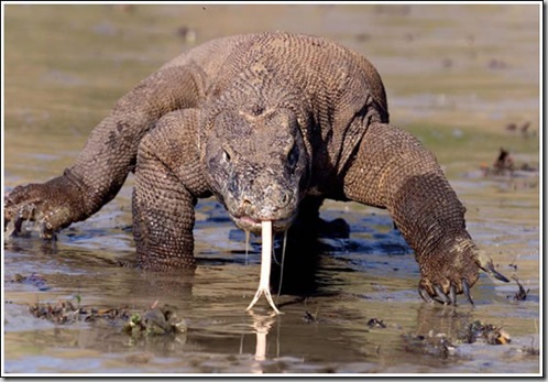 komodo
