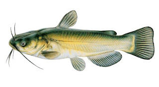 Gambar ikan