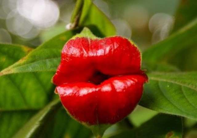 Psychotria sublime (Psychotria elata)