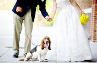 dog sitter wedding planner