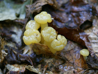 Leotia lubrica - Léotie lubrifiée - Léotie lubrique