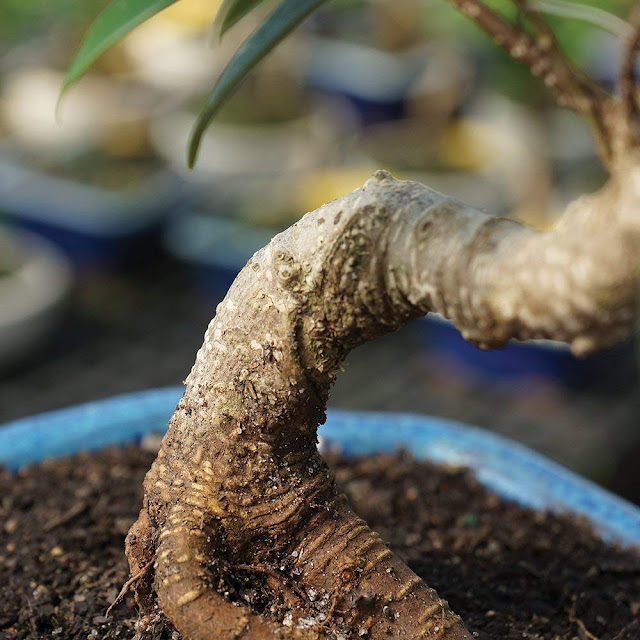 Golden Gate Ficus Bonsai