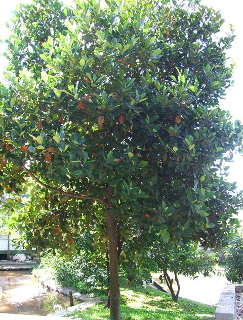 KLASIFIKASI TUMBUHAN  BERBIJI Nangka Artocarpus 