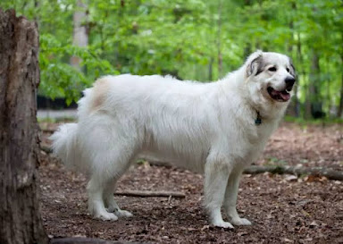 Great Pyrenees is one out of the most loyal dogs in the world.