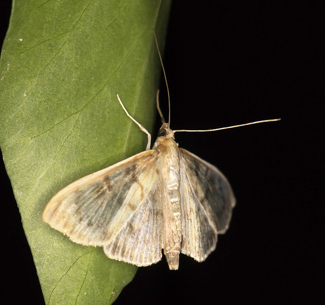 Mother of Pearl, Pleuroptya ruralis.  Kelsey Park, 28 August 2015.