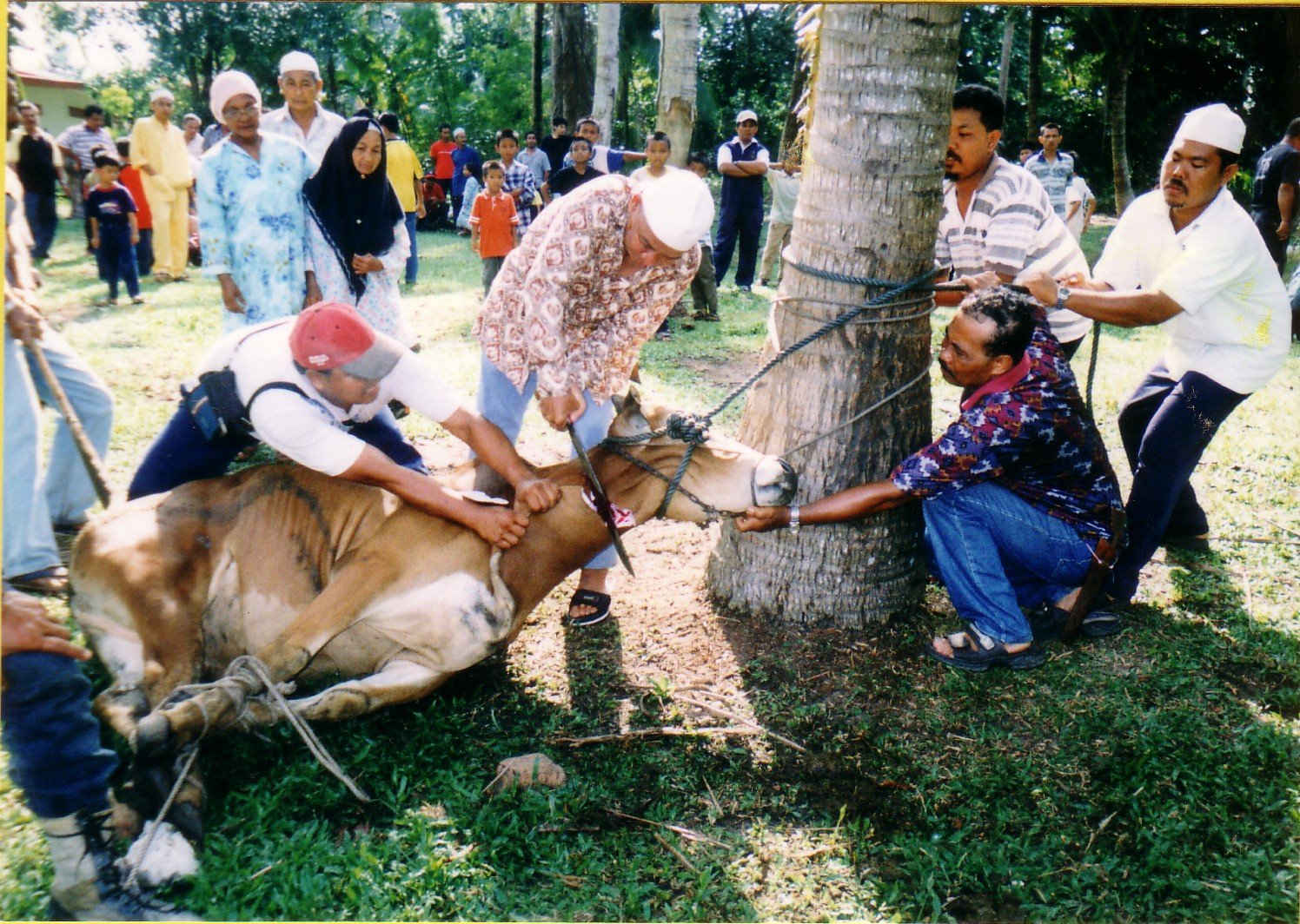  Doa  Menyembelih  Hewan  Qurban Sesuai Sunnah Rasulullah