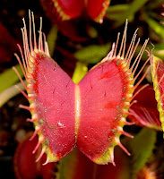 Drosera capensis