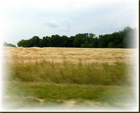 cut hay