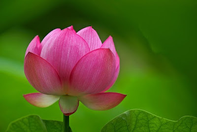 Lotus, National Flower of India