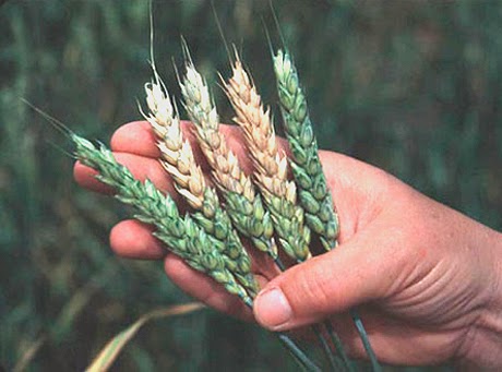 http://phys.org/news/2015-01-major-fungal-disease-durum-wheat.html