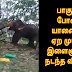 பாகுபலி போன்று யானை மீது ஏற முயன்ற இளைஞருக்கு நடந்த விபரிதம் Man Tried Like Baahubali Got Kicked by An Elephant