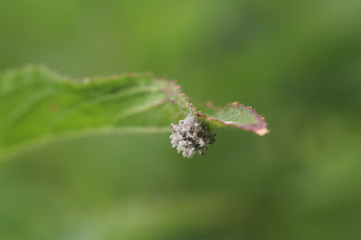 - Gewone Strekspin - Tetragnatha extensa