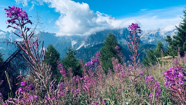 FIORI DOLOMITI DI SESTO