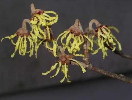 Hamamelis flowers