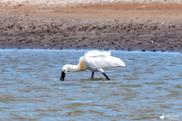 Spoonbill