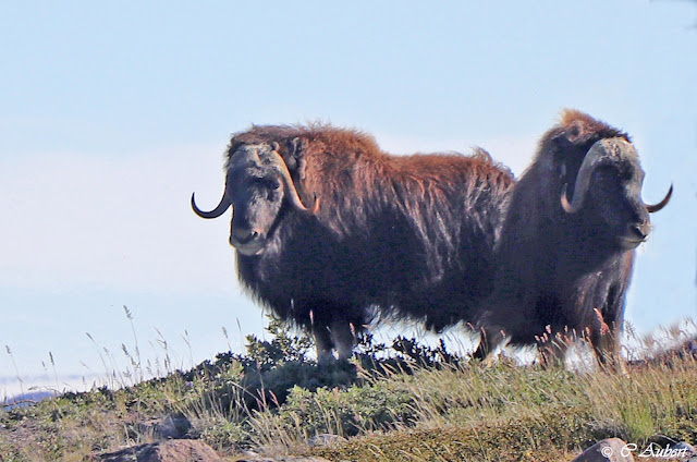 bœufs musqués,  Kangerlussuaq, Groenland