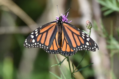 Butterfly on the Great Trail in Northern Ontario.