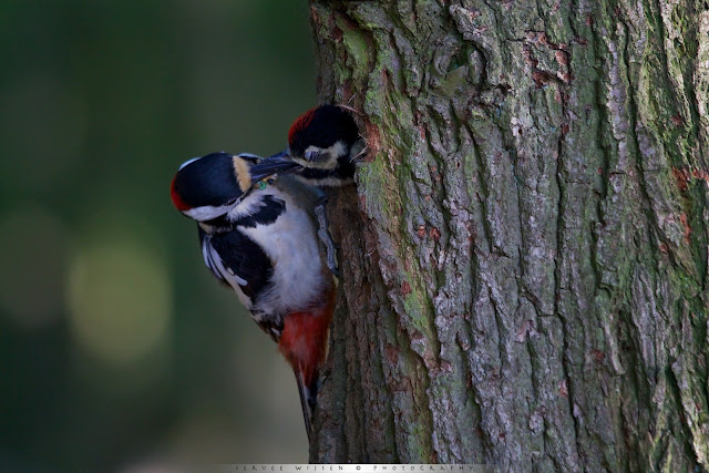 Grote Bonte Specht voert jong bij nest - Great Spotted Woodpecker feeding chick at nest