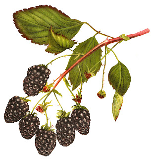 blackberry fruit clip art digital download image illustration