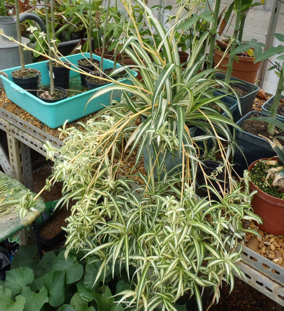 Chlorophytum comosum con brotes e hjiuelos en sus hojas