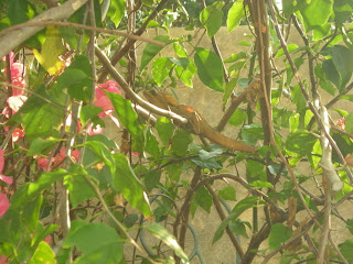 Basilisk lizard (Basiliscus vittatus), La Ceiba, Honduras