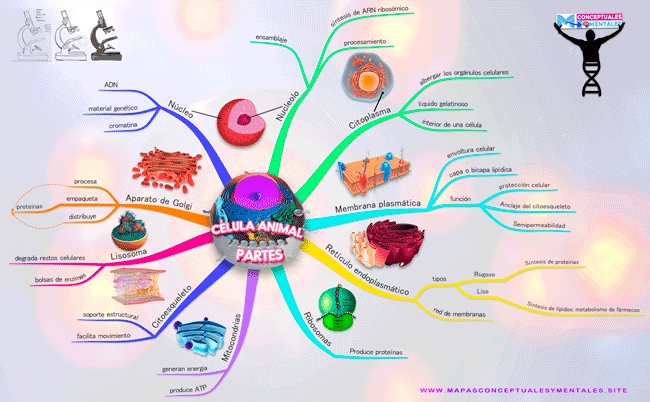 Mapa mental de la célula animal con todas sus partes (organelos)