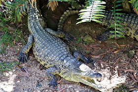 Crocodile Stood Still #DinosaurPark #Sudwala #SA #PhotoYatra #TheLifesWayCaptures