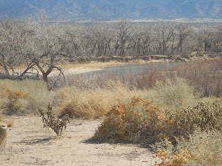 rio grande in new mexico