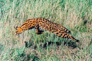 Wild Serval Cat Picture