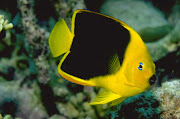 Beautiful Fish Wallpapers (fish wallpapers)