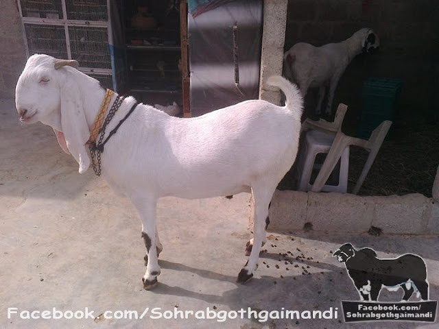 Bakra For Sale 2013 sohrab goth gai mandi