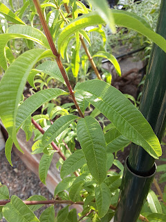 Close-up image of lemon verbena leaves