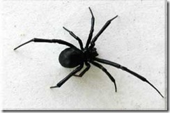 bwidow_02