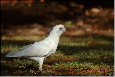 cacatua de las Tanimbar Cacatua sanguinea