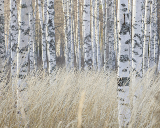 Metsä tapetti Valokuvatapetti Koivutapetti koivunrunko