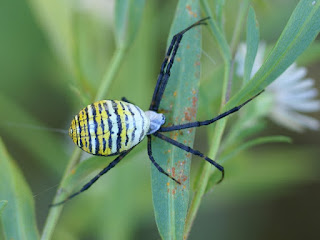 Argiope trifasciata