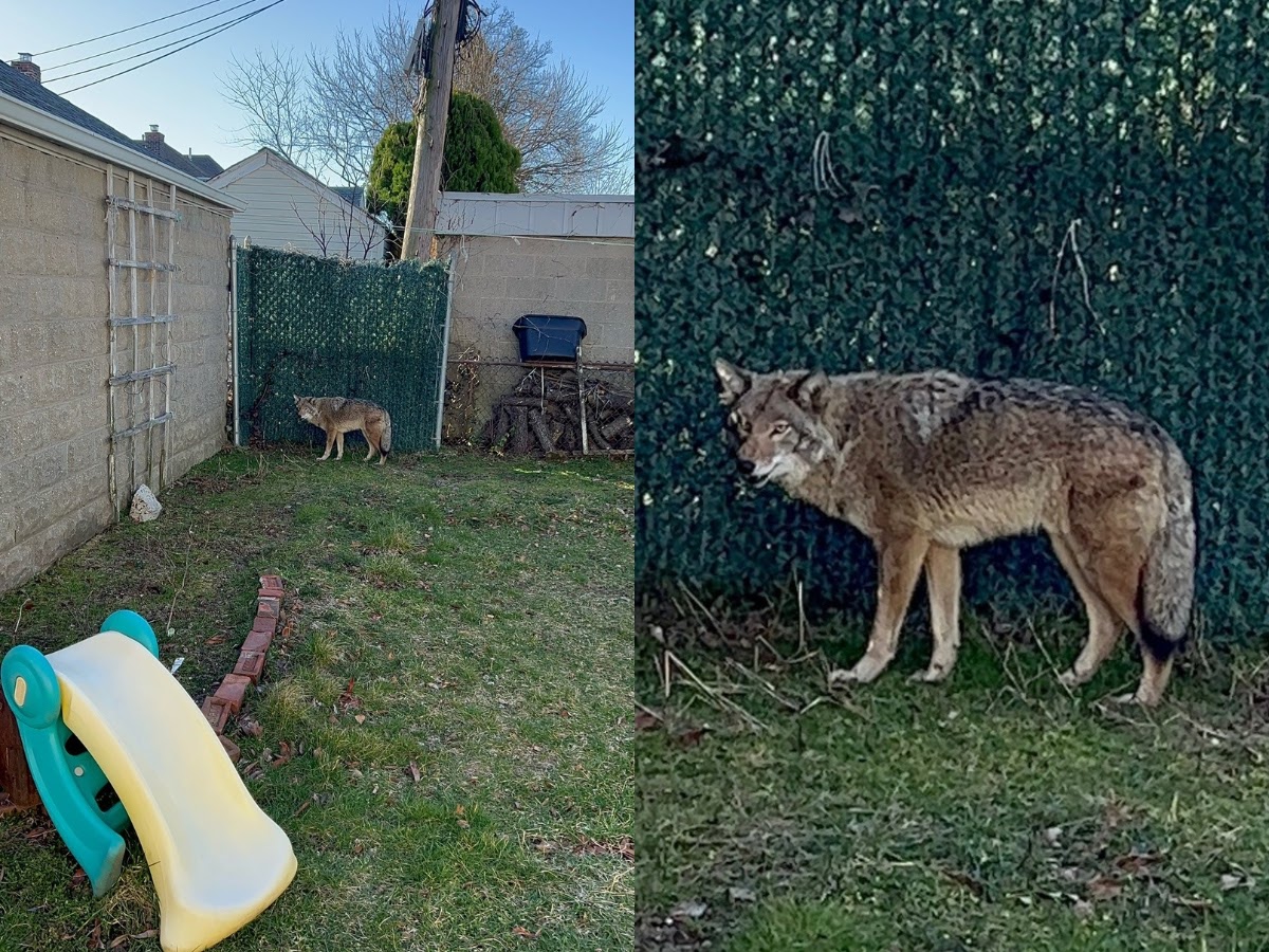 Coyote Lurking Around Backyards in Queens, New York