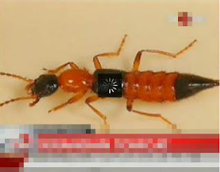 Gambar Foto Serangga Tomcat atau Paederus riparius atau Rove Beetle