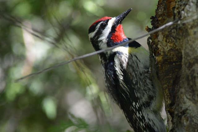 Wild Wednesday: Ottawa Valley Wild Bird Care Centre