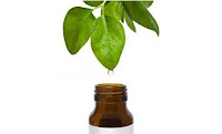 Benefits of Tea Tree Oil