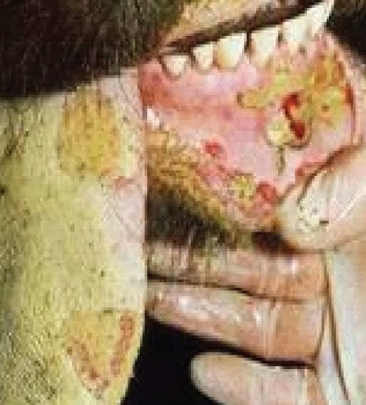 foot and mouth diseases in animals