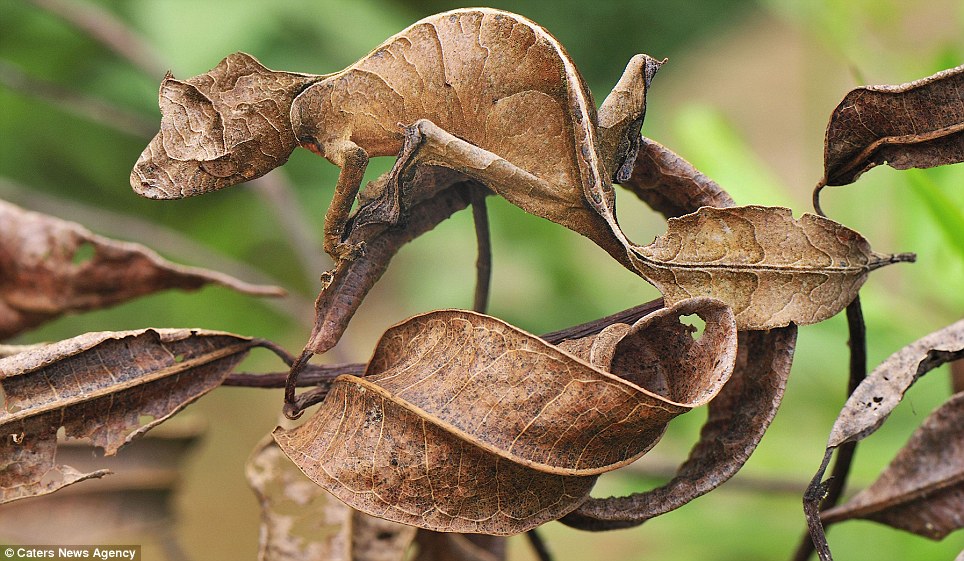 Can You See Them? These Animals Are Blending Into Their Environment