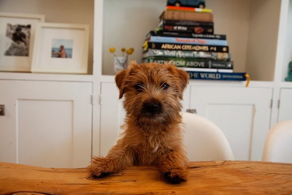lyndsay caleo pup2