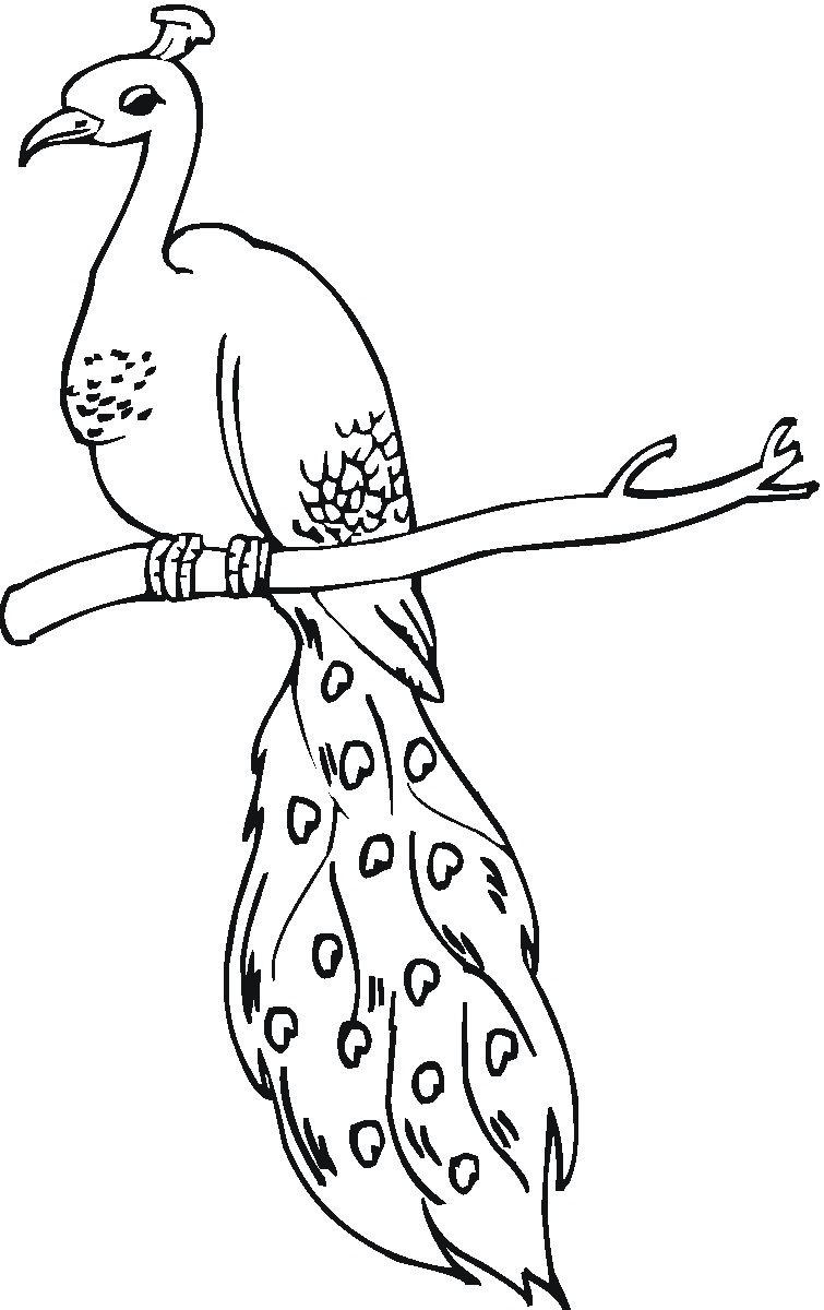 Contoh Gambar Ilustrasi Burung Merak Iluszi