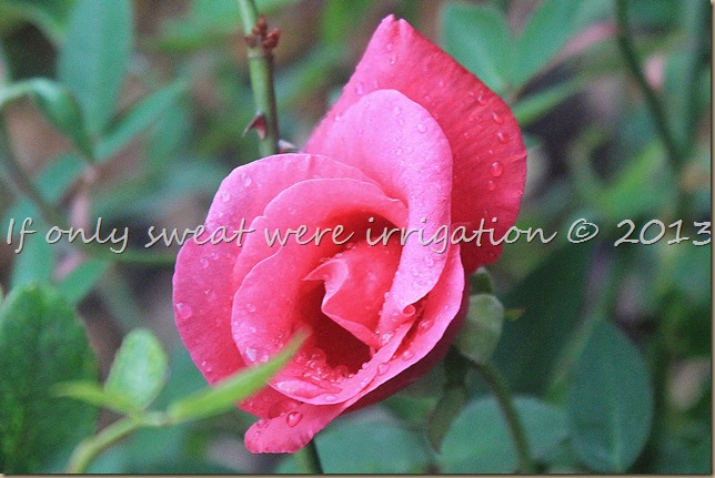 IMG_9103 IMG_9103