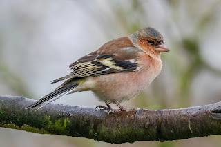 Chaffinch DFBridgeman