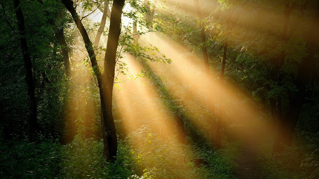 Forest trees sun rays nature landscape HD Wallpaper