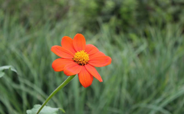 Mexican Sunflower Pictures