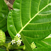 Noni Leaf Extract Superior To Chemotherapy for Lung Cancer (Preclinical Study)