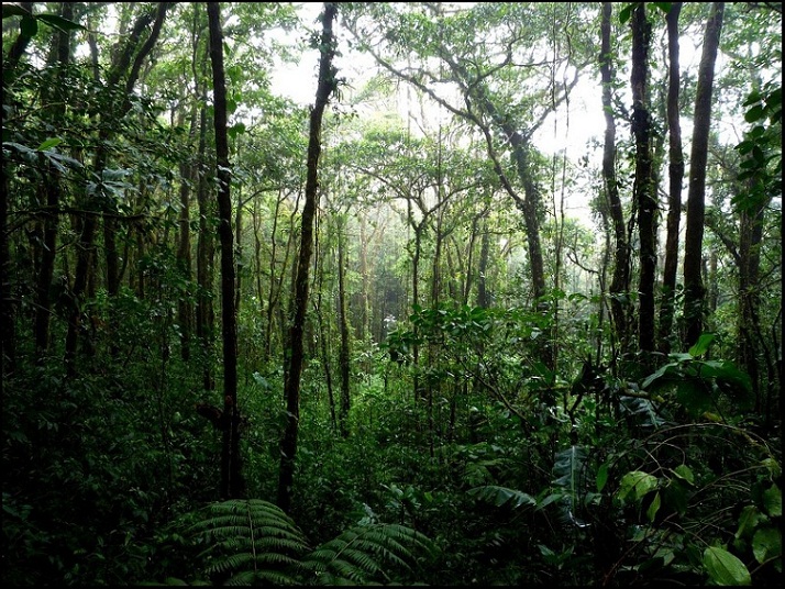 Berapa Banyak Hewan yang Hidup di Hutan Hujan?